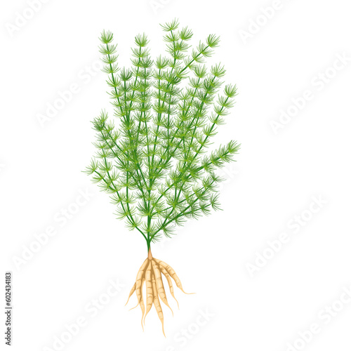 Shatavari plant vector illustration. Cartoon isolated green leaves on stems and roots of Asparagus racemosus, foliage of Indian herb for Ayurveda alternative medicine, natural shatavari branches photo