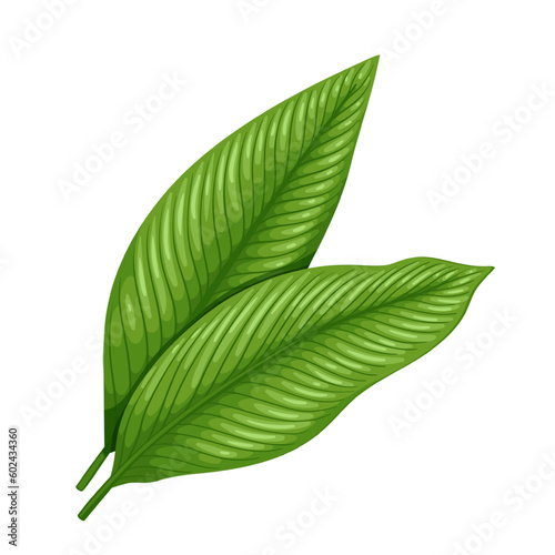 Turmeric leaves vector illustration. Cartoon isolated green leaf of Curcuma longa from Indian field or garden  botanical plant of Ayurveda medicine for immunity and health  exotic turmeric ingredient