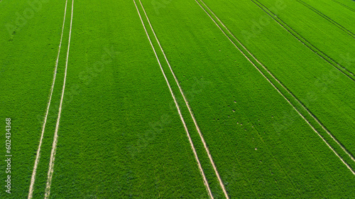 Green agricultural fields.