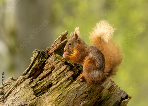 Very cute and small Scottish red squirrel eating a nut in the woodland with natural green forest background © Sarah