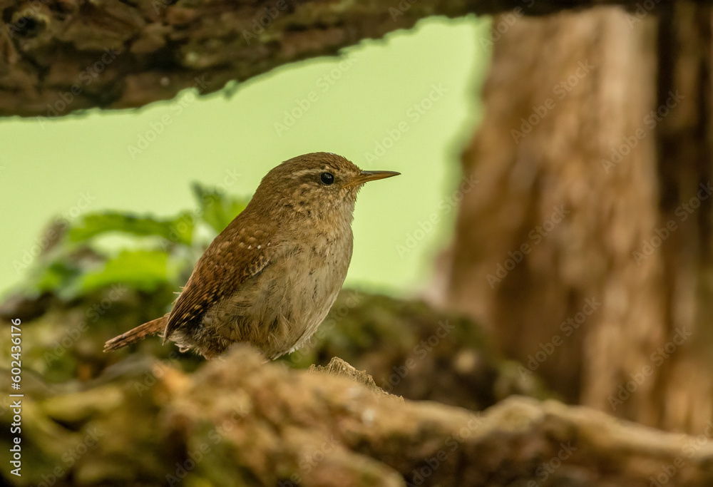 small wren bird, tiny brown bird with brown feathers and plumage in the woodland with natural forest background in the spring small wren bird, tiny brown bird with brown feathers and plumage in the woodland with natural forest background in the spring