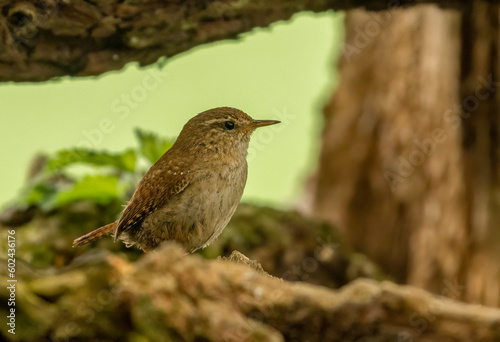 small wren bird, tiny brown bird with brown feathers and plumage in the woodland with natural forest background in the spring