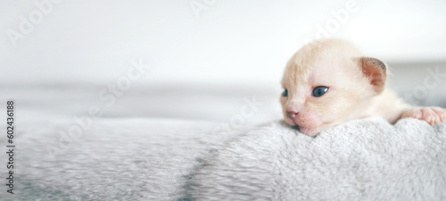 Cute little newborn brown Burmese kitten in a sleeping basket, banner with copy space for text