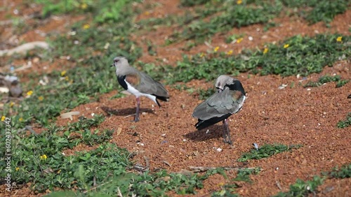 quero quero bird (Vanellus chilensis) in video photo