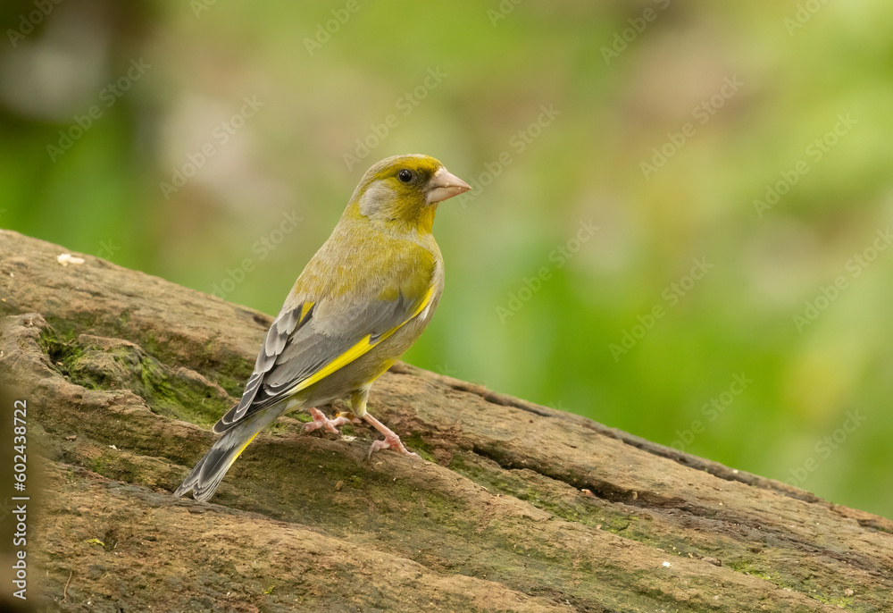 Obraz premium Beautiful and colourful greenfinch, small finch bird, green feathers and plumage in the woodland perched on an old tree trunk eating in the forest with beautiful natural green background