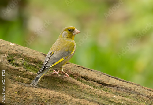Beautiful and colourful greenfinch, small finch bird, green feathers and plumage in the woodland perched on an old tree trunk eating in the forest with beautiful natural green background