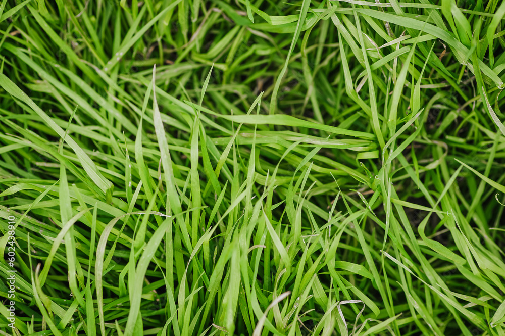 Background, texture of green grass unevenly folded from the wind in the meadow. Close-up photography, nature. Background, texture of green grass unevenly folded from the wind in the meadow. Close-up photography, nature.