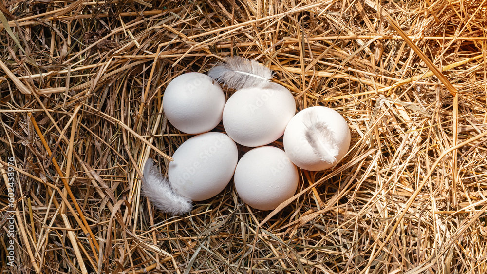 Fresh raw white eggs in hay. Fresh organic eggs in a farm nest. agriculture concept. Fresh raw white eggs in hay. Fresh organic eggs in a farm nest. agriculture concept.