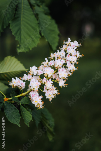 Flowering of beautiful white chestnut flowers on a tree branch in spring. Close-up photography, nature.
