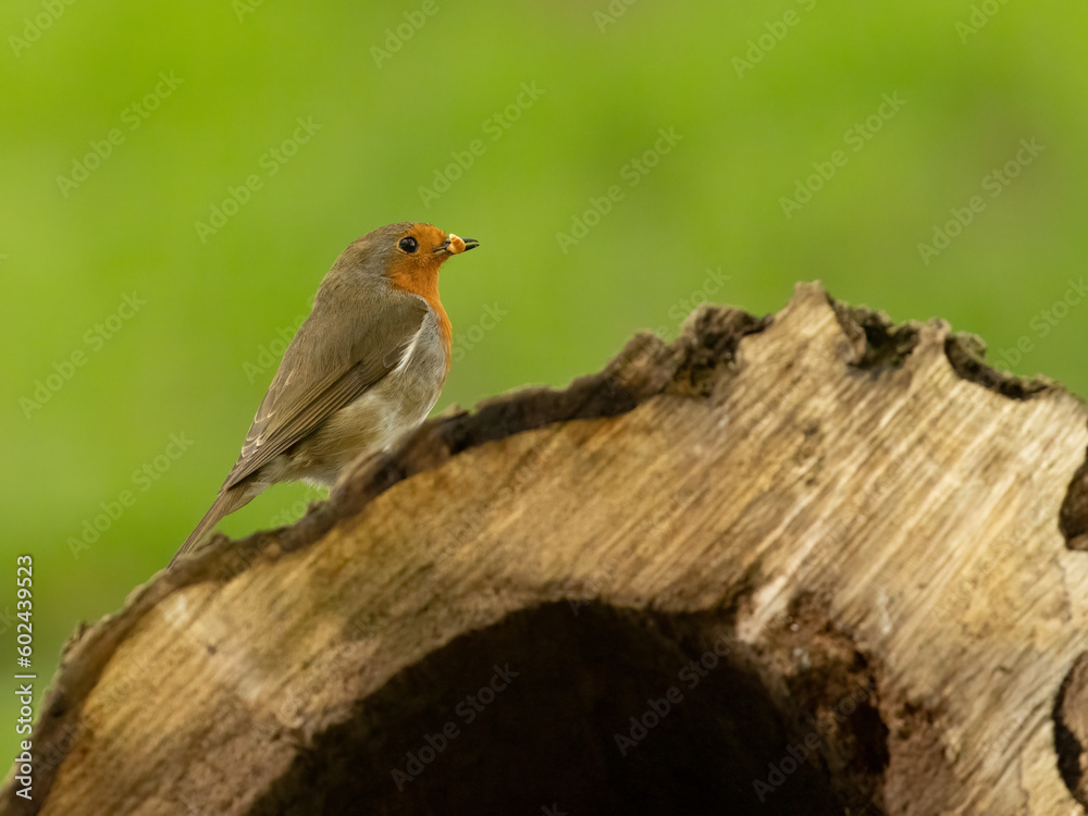 Beautiful robin redbreast, the Christmas bird and the bird of  the spirit of our loved ones in the woodland, perched and looking elegant with natural forest background 