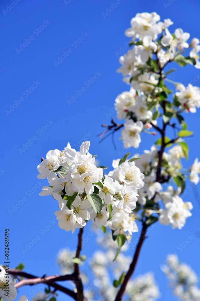 Blooming cherry tree at blue sky background.