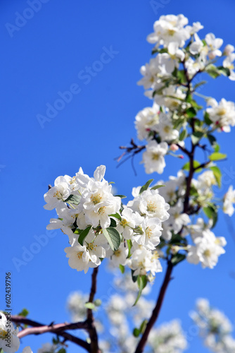 Obraz na płótnie Blooming cherry tree at blue sky background. w salonie