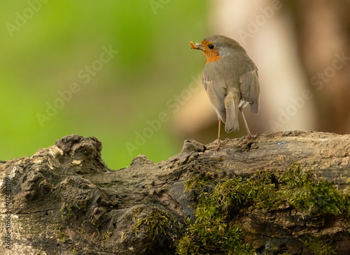 Beautiful robin redbreast, the Christmas bird and the bird of  the spirit of our loved ones in the woodland, perched and looking elegant with natural forest background  © Sarah