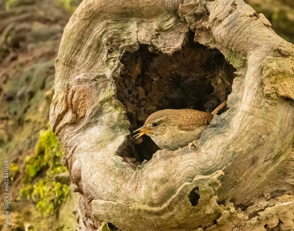 Beautiful tiny wren, little brown bird, perched in the stump of an old tree that looks like a love heart with a grub and eating