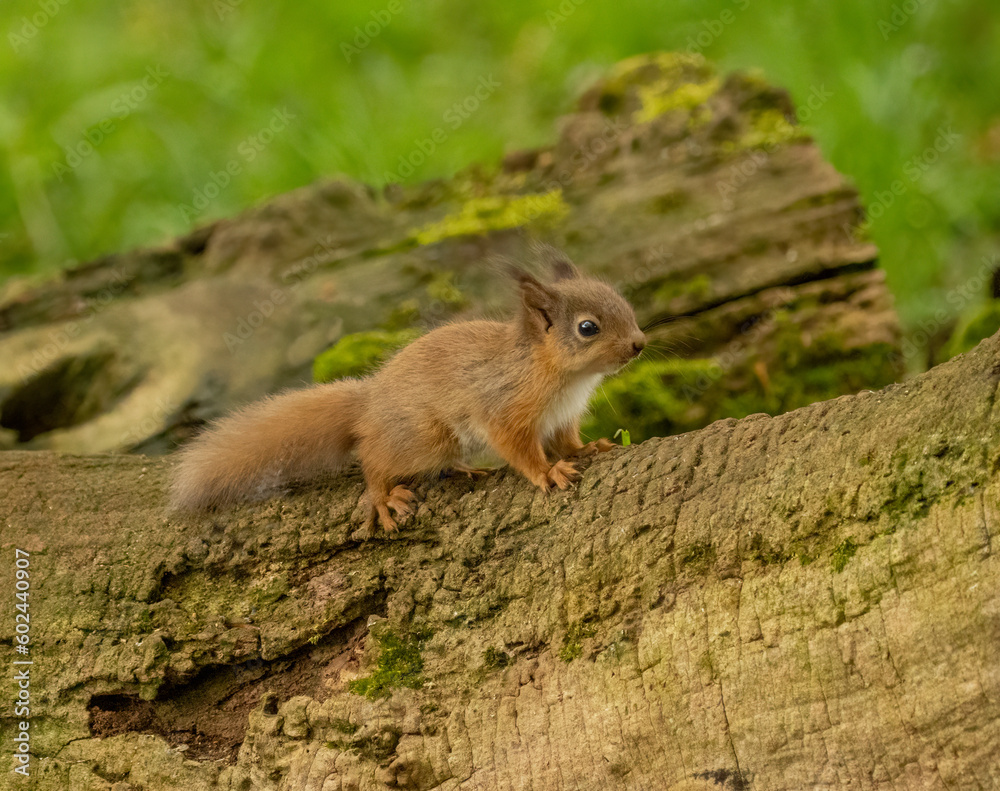 Very cute, small baby scottish red squirrel with tufty ears and very fluffy in the woodland with beautiful natural forest background in the sunshine in spring 