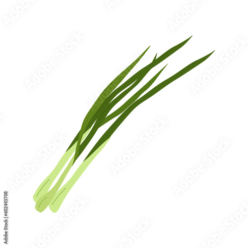 Fresh herbs and spices on white background. Sprigs of green onions. Menu design of cafes, bars, restaurants, snack bars. Vector flat illustration.