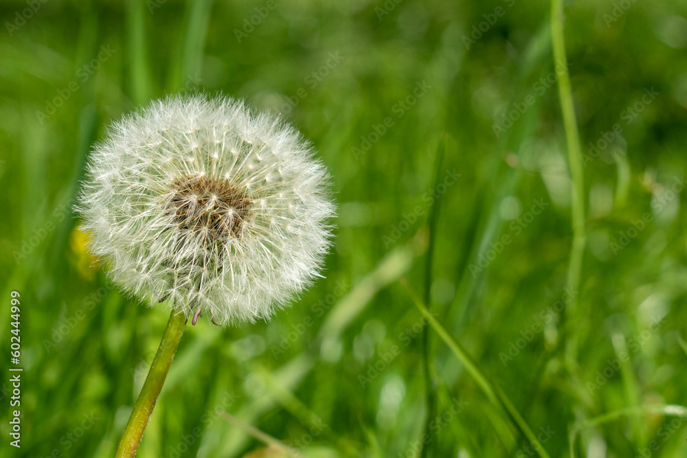 Fototapeta premium Dandelion in spring on a blurry field background