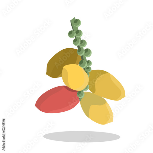 Gnetum gnemon or melinjo flat vector illustration 