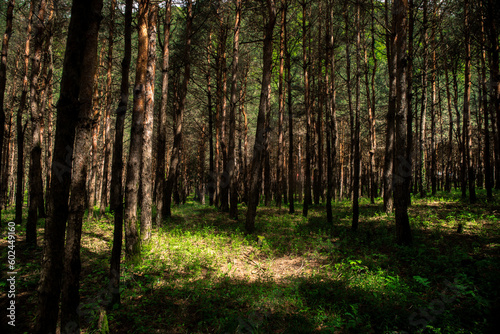 Fototapeta Naklejka Na Ścianę i Meble -  Forest landscape.Beautiful forest nature. Tall old pine trees. Summer sunny day. Azerbaijan