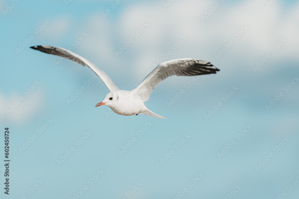 The black-headed adult gull in winter plumage on the Baltic Sea.
