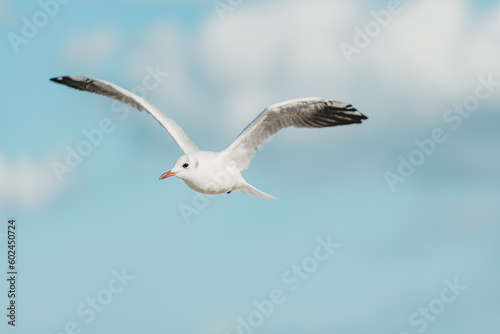 Obraz na płótnie The black-headed adult gull in winter plumage on the Baltic Sea. w salonie