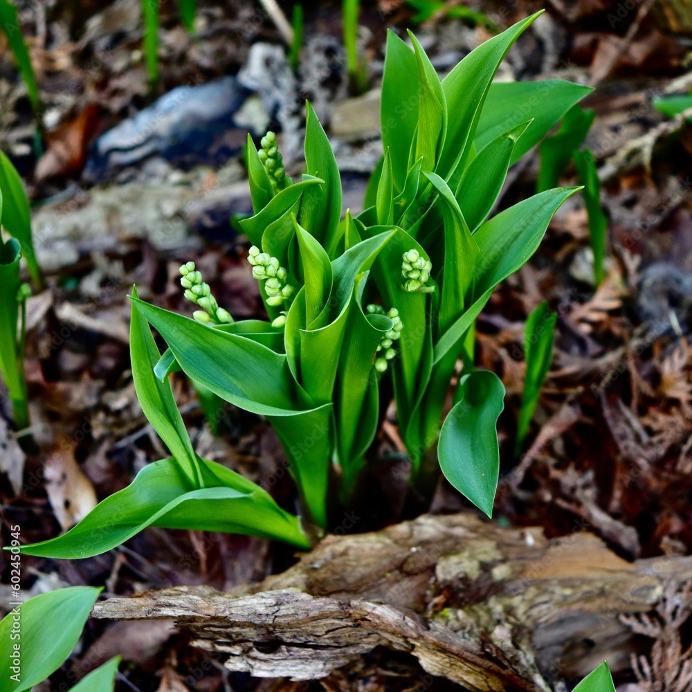 Fototapeta premium lily of the valley about to bloom
