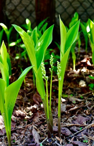 lily of the valley with buds