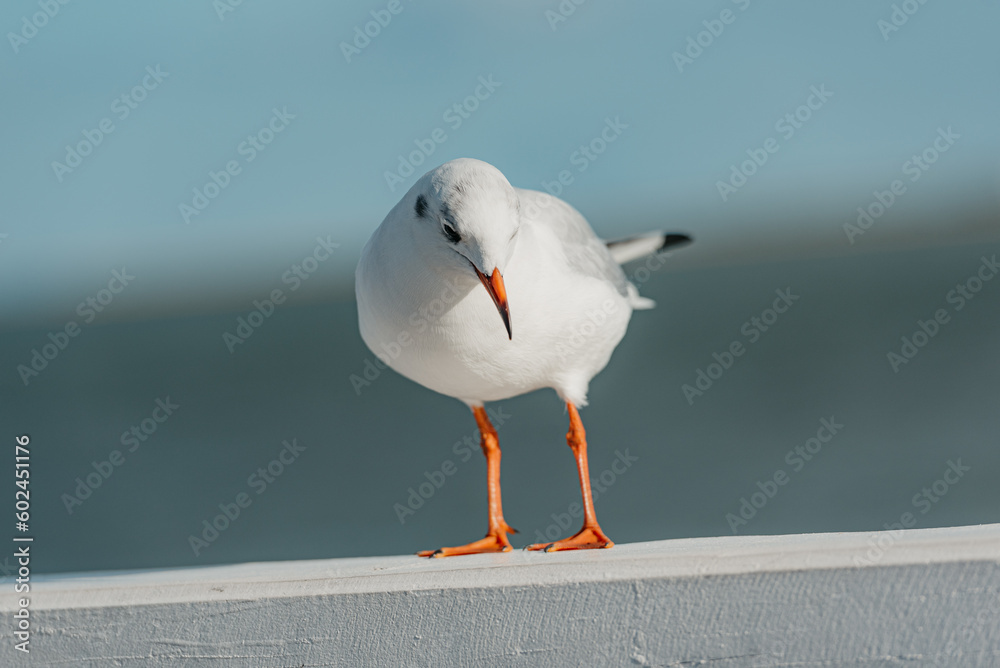 The black-headed adult gull in winter plumage on a pier fence on the Baltic Sea