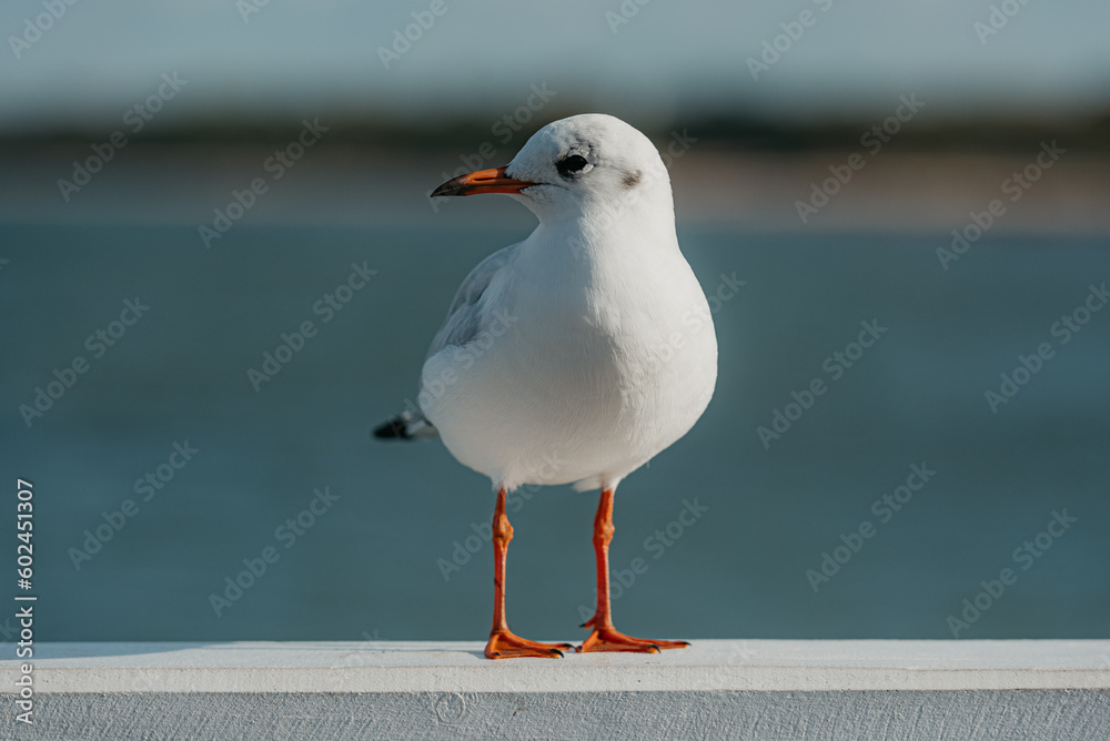 The black-headed adult gull in winter plumage on a pier fence on the Baltic Sea