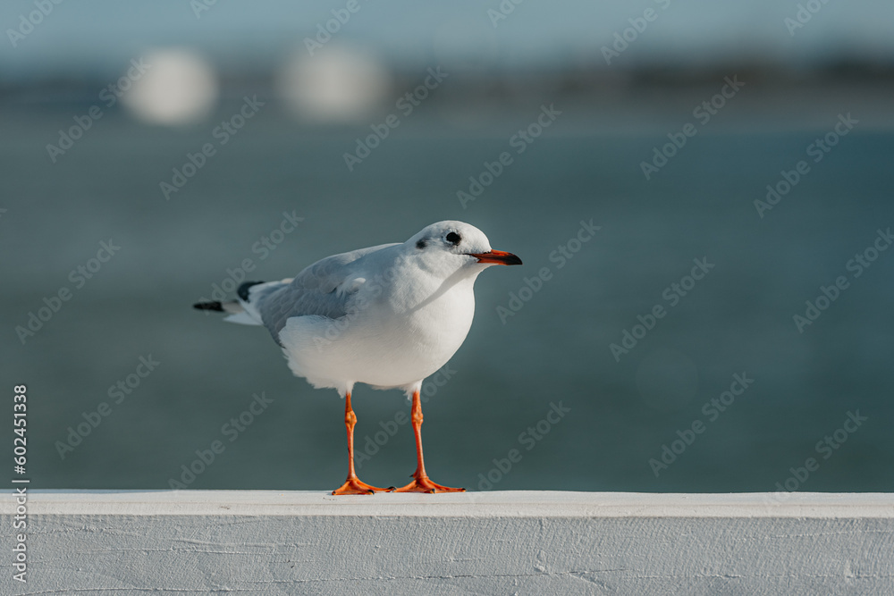 The black-headed adult gull in winter plumage on a pier fence on the Baltic Sea