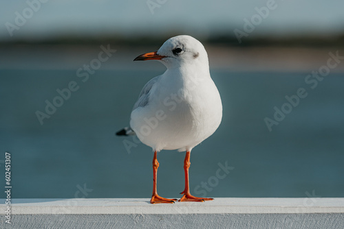 Obraz na płótnie The black-headed adult gull in winter plumage on a pier fence on the Baltic Sea w salonie