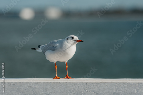Obraz na płótnie The black-headed adult gull in winter plumage on a pier fence on the Baltic Sea w salonie