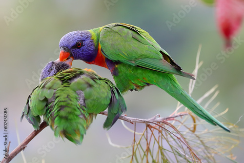 Leinwand Poster Australian Rainbow Lorikeet feeding fledgling chick