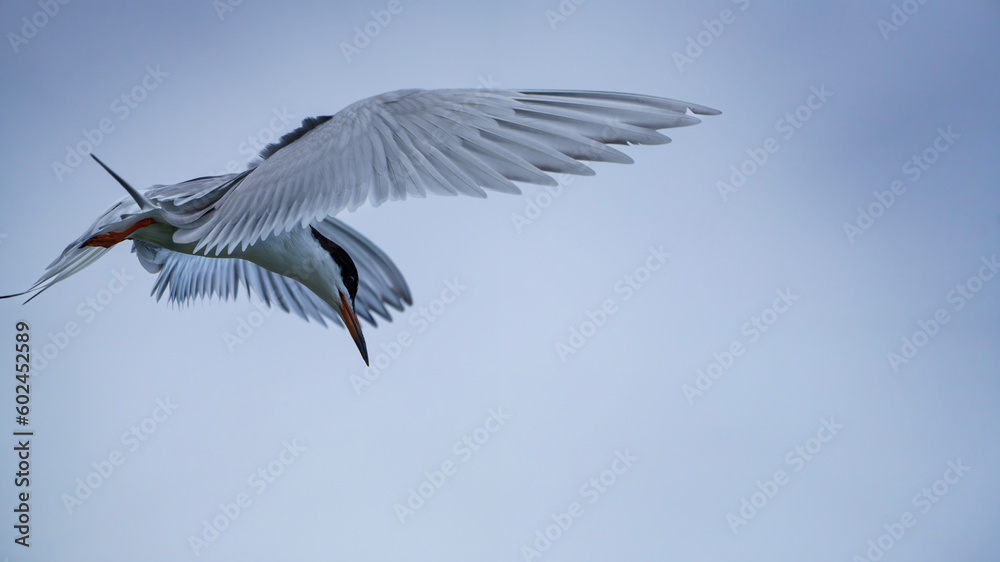 Obraz premium Forster's Tern