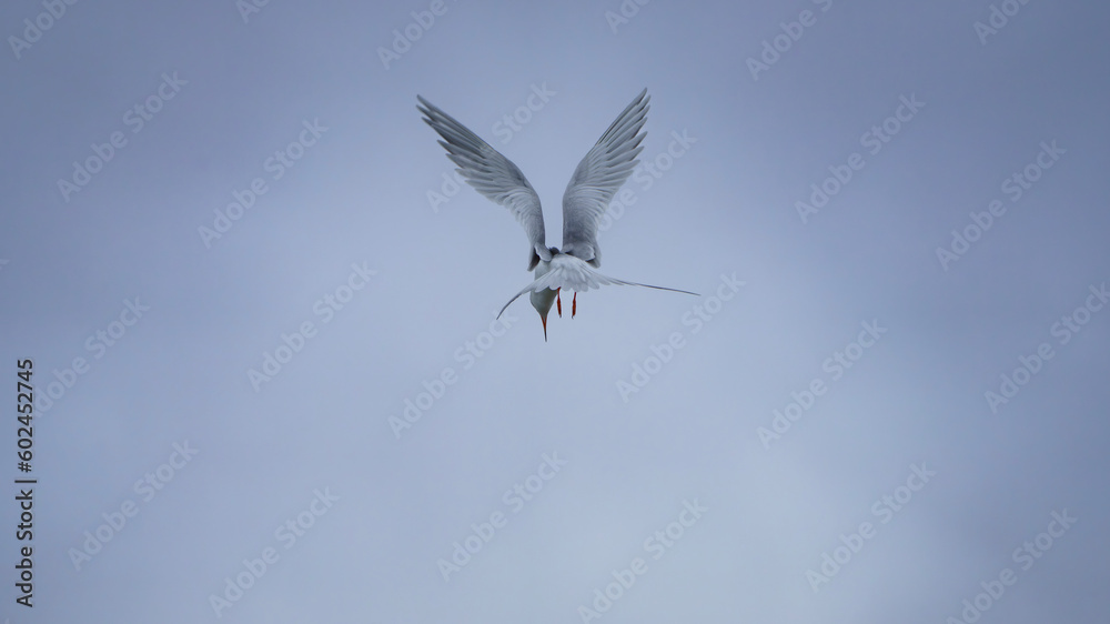 Obraz premium Forster's Tern