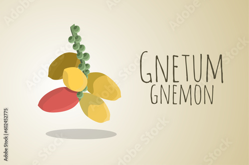 Gnetum gnemon or melinjo vector illustration