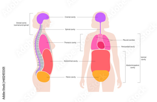 Body cavities poster