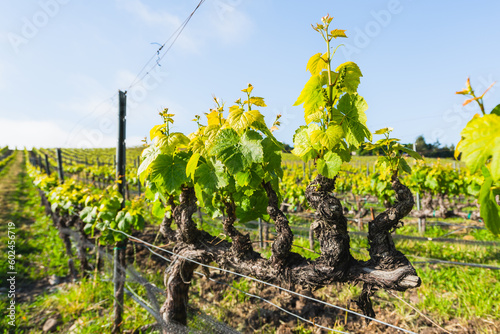 Rows of grapevines. Young spring crop of a green grape, farmland in California