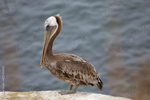 A brown pelican standing on top of the arch cave in La Jolla Cove in California.
