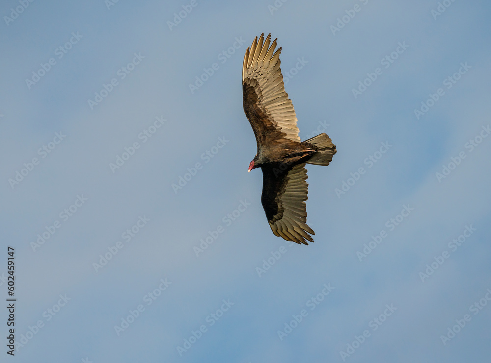 Fototapeta premium Turkey Vultures can spend hours soaring high above earth in search of food.