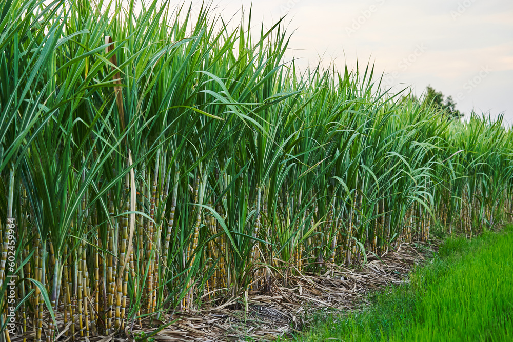 Fototapeta premium sugar cane farm concept for agriculture background.