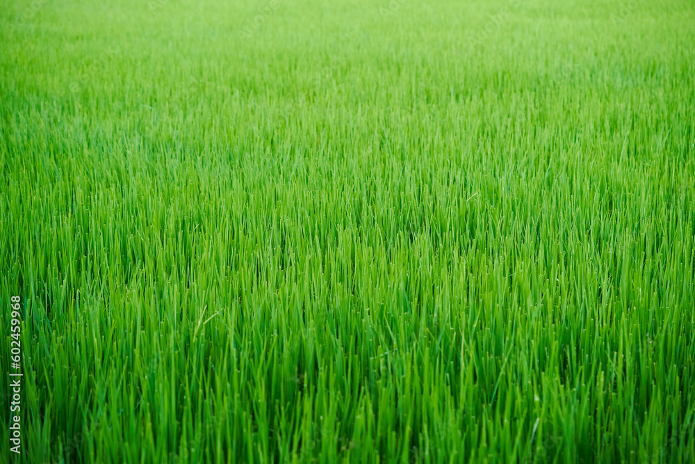 green grass meadow field rice texture background. green grass texture background. grass texture background green grass meadow field rice texture background. green grass texture background. grass texture background
