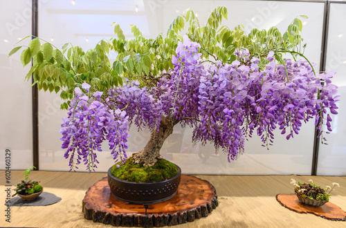 bonsai man made tree flower show