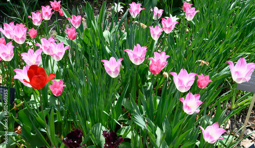 tulips spring toronto ediward gardens