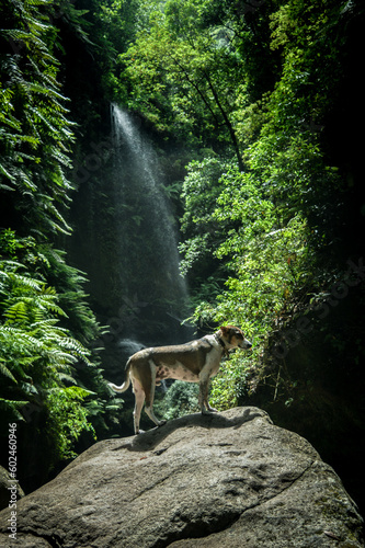 Canvas Print a dog in the Los Tilos waterfall on the island La Palma