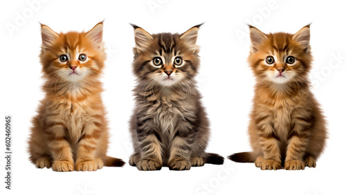 Pet Kitten Cutout, Transparent Background PNG. Generative AI. 