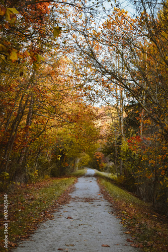 Autumn leaves along the Morgantown Rail Trail, West Virginia © Georgina Burrows