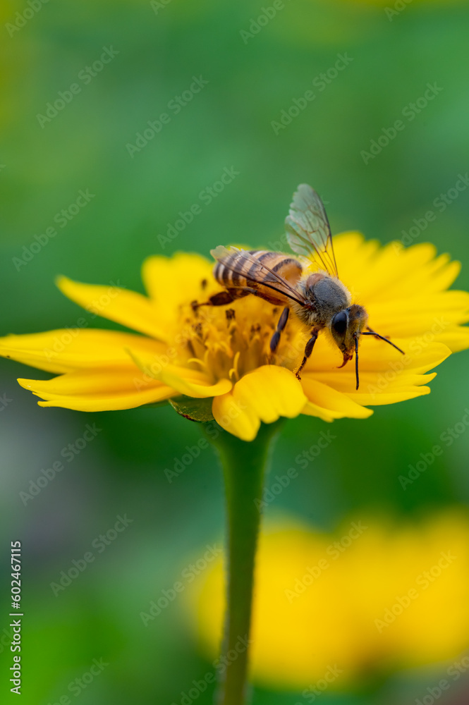 Bee on a yellow flower, macro closeup Bee on a yellow flower, macro closeup