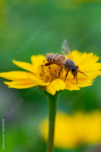 Bee on a yellow flower, macro closeup