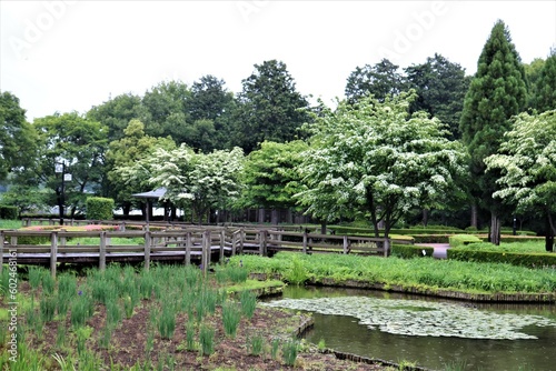 新緑の頃 白いヤマボウシの花 池 穏やかな公園